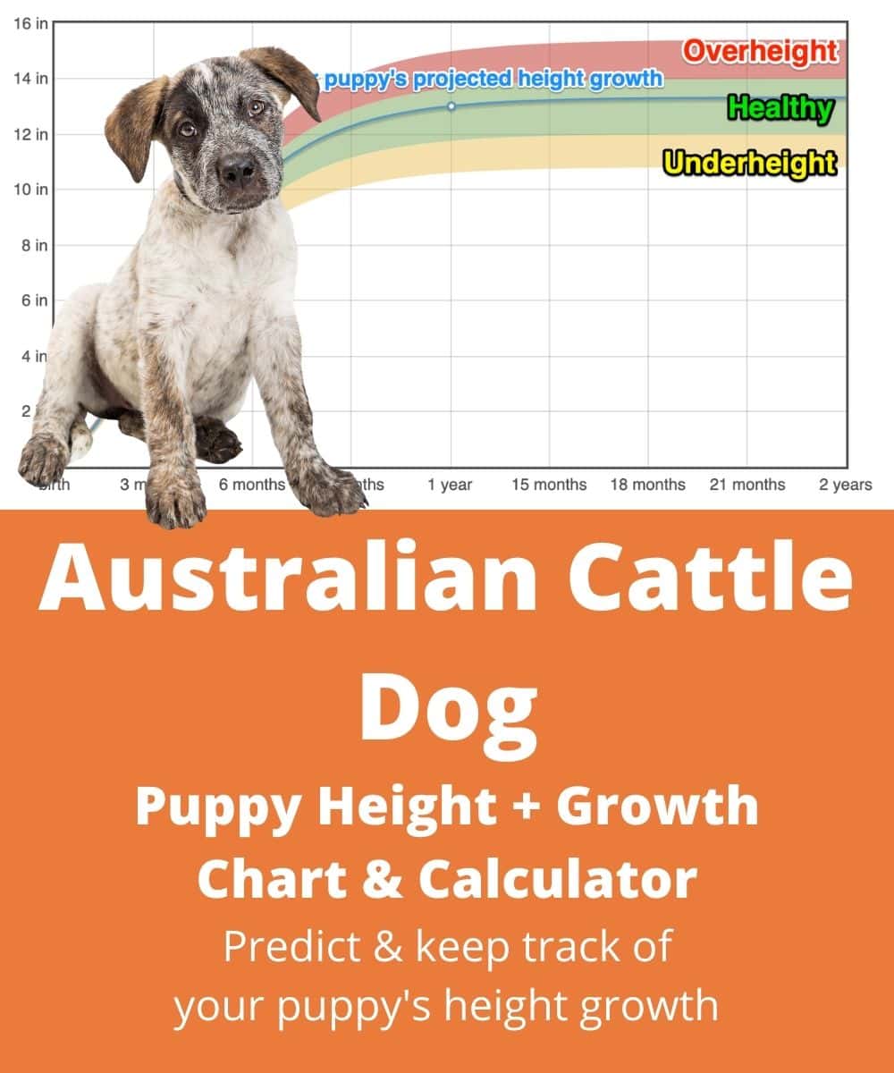 blue-heeler Puppy height Growth Chart